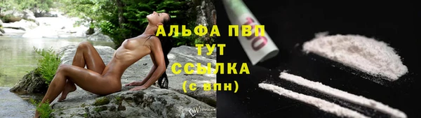прущие грибы Калининец